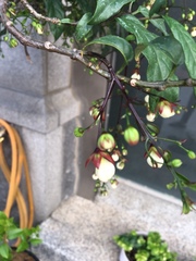 Clerodendrum schmidtii
