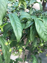 Clerodendrum schmidtii