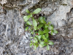 Veronica melanocaulon