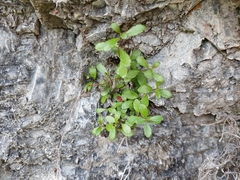 Veronica melanocaulon