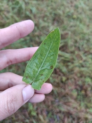 Rumex thyrsiflorus