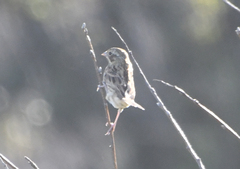 Emberiza fucata