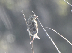 Emberiza fucata