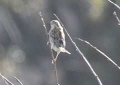 Emberiza fucata