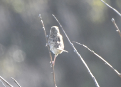 Emberiza fucata