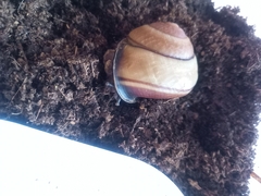 Sphaerospira fraseri