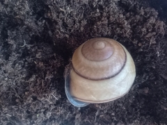 Sphaerospira fraseri