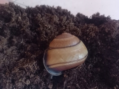 Sphaerospira fraseri