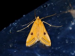Eoophyla naumanni