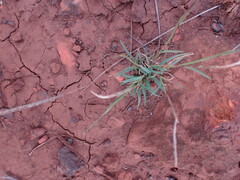 Microchloa caffra