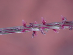 Microchloa caffra