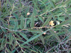 Chamaecrista mimosoides