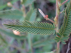 Chamaecrista mimosoides