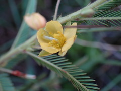 Chamaecrista mimosoides