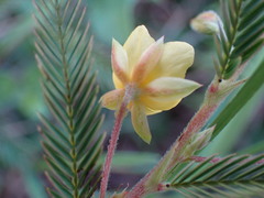 Chamaecrista mimosoides