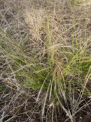 Rytidosperma