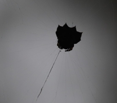 Gasteracantha sacerdotalis