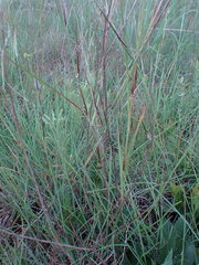 Heteropogon contortus