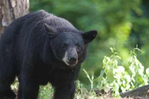 American Black Bear photographed in Virginia