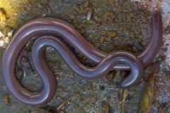 Rhinotyphlops lalandei