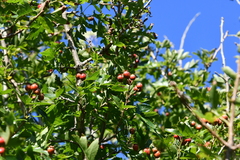 Crataegus pinnatifida