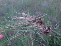 Heteropogon contortus