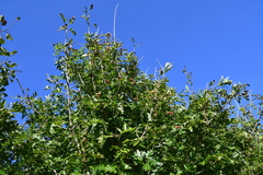 Crataegus pinnatifida