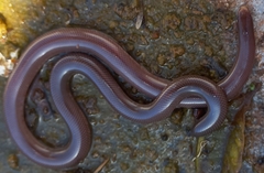 Rhinotyphlops lalandei