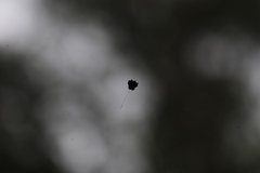 Gasteracantha sacerdotalis