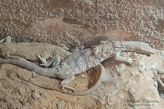 Varanus griseus