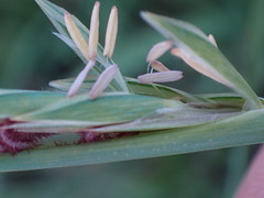 Heteropogon contortus