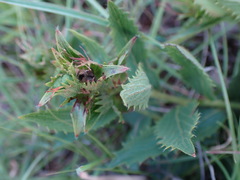 Acalypha caperonioides