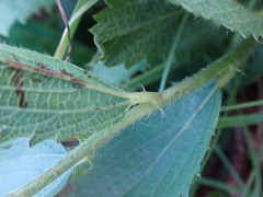 Acalypha caperonioides