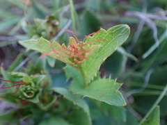 Acalypha caperonioides