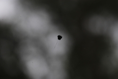 Gasteracantha sacerdotalis