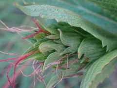 Acalypha caperonioides