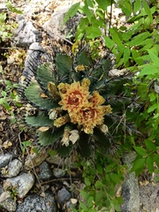 Ferocactus townsendianus