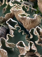 Peltigera malacea