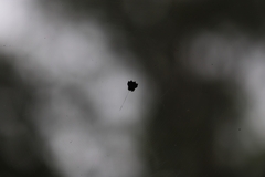 Gasteracantha sacerdotalis