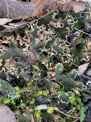 Peltigera malacea