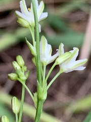 Caesia parviflora minor