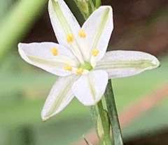 Caesia parviflora minor