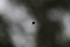 Gasteracantha sacerdotalis