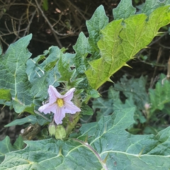 Leptostemonum