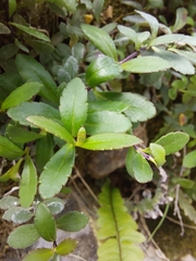 Veronica melanocaulon