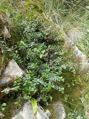 Veronica melanocaulon