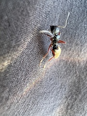 Dolichoderus doriae