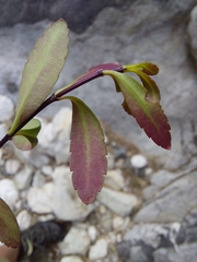 Veronica melanocaulon