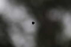 Gasteracantha sacerdotalis