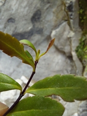 Veronica melanocaulon